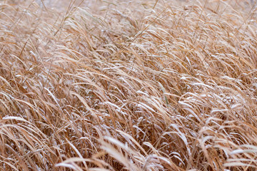 Background of dry, yellow, brown grass covered with white snow on a frosty winter day.