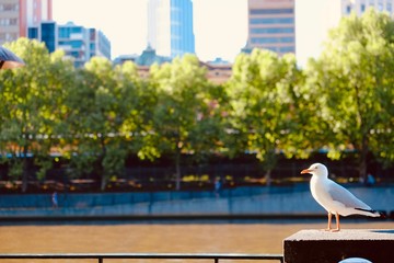海沿いの公園でくつろぐカモメ