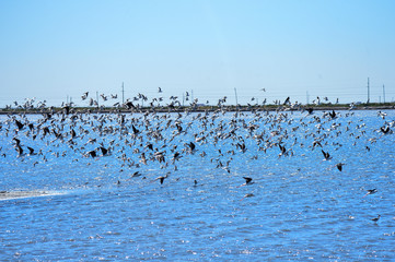The birds of the sea