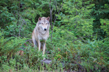 Tundra Wolf Posing atop a Boulder at the Edge of the Forest