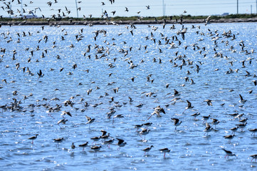 The birds of the sea