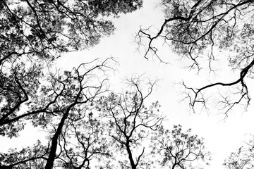 Bare tree branches on a pale white background