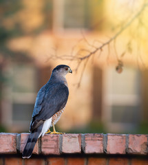 Coopers Hawk (Accipiter cooperii) standing on the backyard brick fence at sunset.