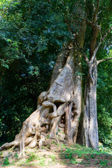 big tree in the park