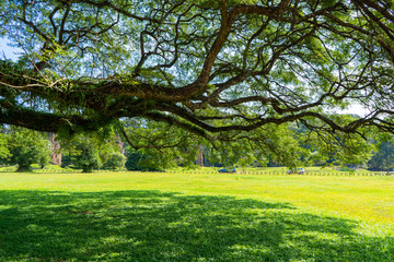 big tree in the park