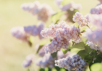 Blooming pink lilac bush at spring time with sunlight. Blossoming pink and violet lilac flowers. Spring season, nature background