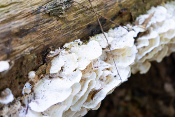 wild mushroom growing up on timber