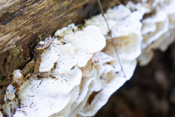 wild mushroom growing up on timber