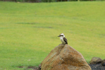 kookaburra on a rock