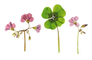Pressed and dried delicate flower oxalis.