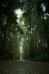 Fototapeta premium path in the forest