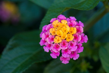 Lantana