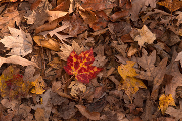Autumn