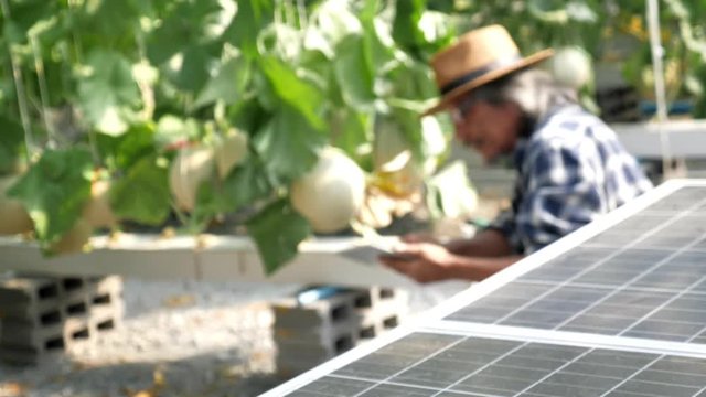 Close up of solar panels with gardener working in melon farm 