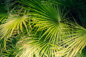 Background from natural leaves of a palm tree of green color.