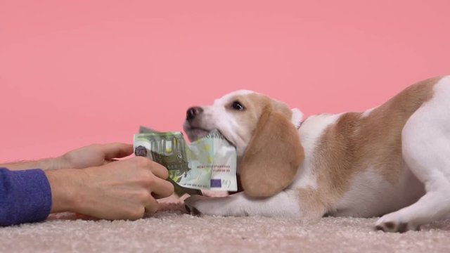 Man treating frisky beagle puppy with counterfeit euro banknotes, joke, slow-mo