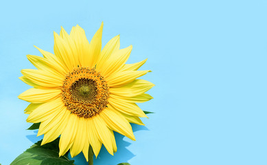 a beautiful sunflower on a blue background