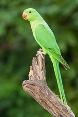 Female Ringnecked Parakeet