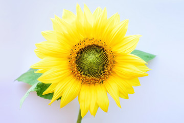 Obraz premium Beautiful romantic sunflower flower sea