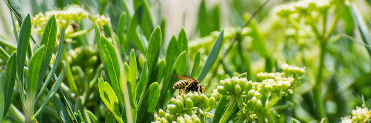 Guêpe dans une fleur
