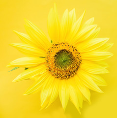 Fototapeta premium a beautiful sunflower on a yellow background