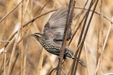 Female Red-winged Blackbird taking flight in a wetlands