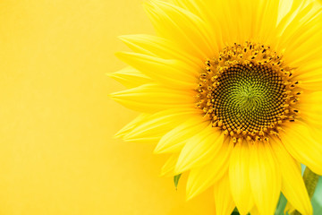 a beautiful sunflower on a yellow background