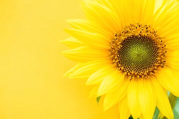 Rolgordijnen a beautiful sunflower on a yellow background © WR.LILI