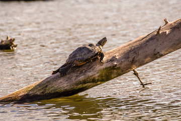 Red Slider turtle on a log at a lake