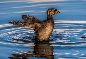Baby Pied Billed gGebe flexing it's new wings on the water.