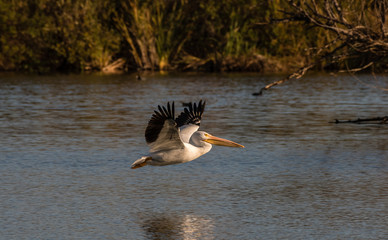 White Pelican in flight with water and pond in sight.