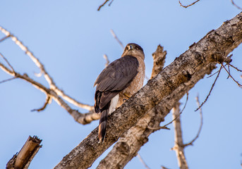 Coopers hawk on tree branch