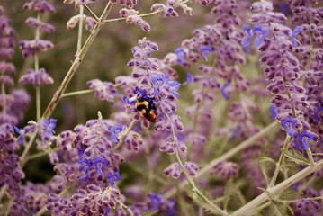 Obraz premium Lavender Bee