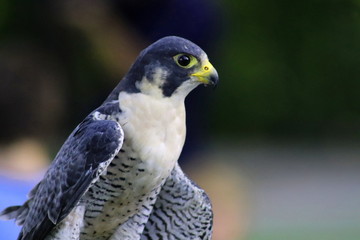 bird of prey