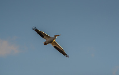 White pelican in flight