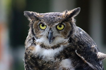 Great Horned Owl