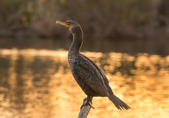 Crested Cormorant with golden pond behind it.
