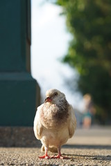 bird in park