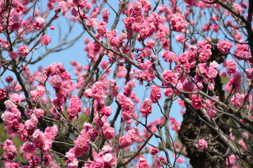 Beautiful plum blossoms in spring