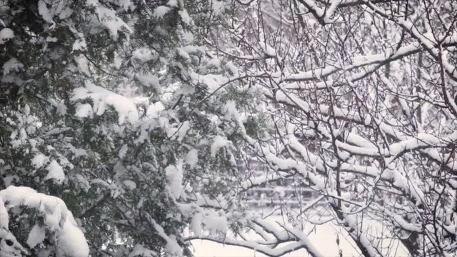 Snowing in 2018 december Location: Hungary, Budapest Recorded with a Canon 6D (2.8 70-200mm)