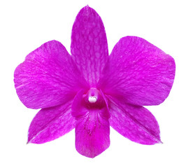 Pink orchid isolated on white background