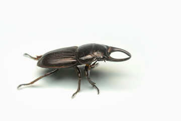 Old-sculptured stag beetle isolated on white background.Close-up photography, macro body of black beetle,