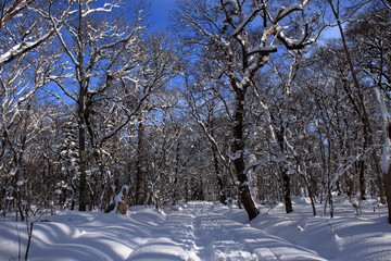 札幌の森林公園の歩くスキーコースの風景