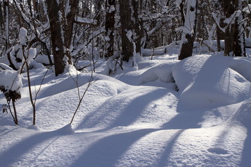 札幌の森林公園の歩くスキーコースの風景