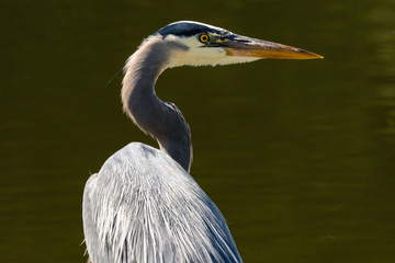 Great Blue Heron by a lake