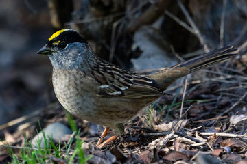 Golden-crowned Sparrow standing on the ground