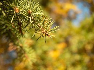 Close up view on green pine needles in autumn forest. Pine needles against the background of colorful autumn foliage. Colors of autumn wood. Blurred background. Selective soft focus
