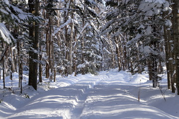 札幌の森林公園の歩くスキーコースの風景