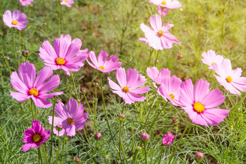 Fototapeta premium Cosmos Flower field with blue sky,Cosmos Flower field blooming spring flowers season