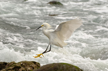 Snowy Egret Landing along the Shoreline of the Pacific Ocean